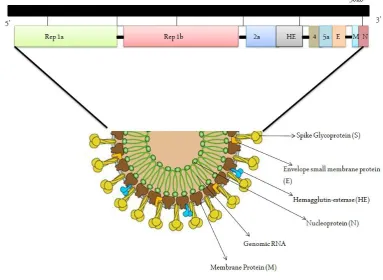 Fig 4. Structure of SARS-CoV-2 a) ultra 3D-structure, b) schematic diagram(Image adapted from: https://www.scientificanimations.com/wiki-images/)