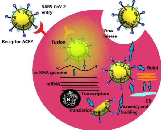 Fig 7. The elaborative depiction of the life cycle pathway followed by the coronavirus inside a potent host cell