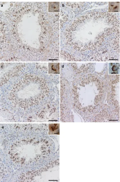 Figure  3.  Five  pooled  groups  in  seminiferous  epithelium  showing  Gata-4  immunolabelled  acrosome development as brown staining in mink testes (group A-E)