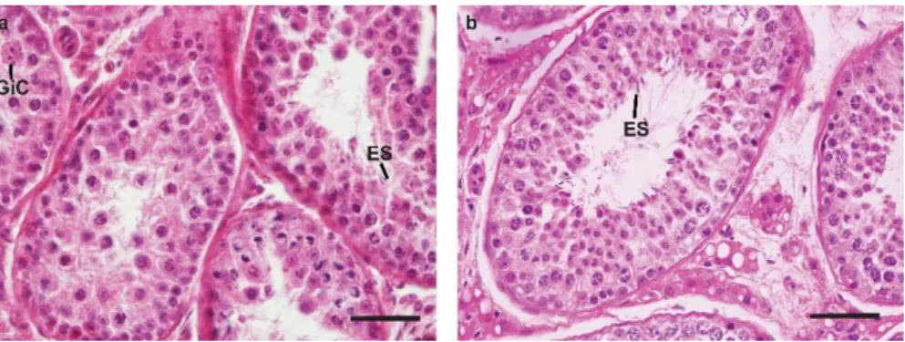 Figure  10.  Histopathological  evaluation  of  testes  from  polar  bears  captured  1999-2015  in  East  Greenland