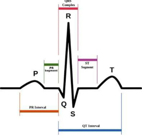 Fig. 1 - Normal ECG signal  