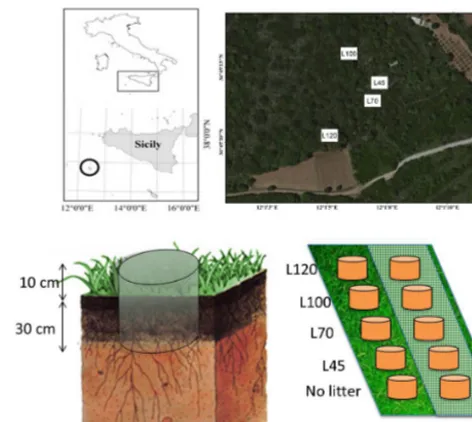 Figure 1. Sampling area of litter in Pantelleria secondary succes-sion (numbers represent litter in ﬁeld abandoned for 120, 100, 70and 40 years) and experimental design in meadow ﬁeld