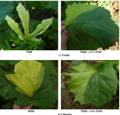 Fig. 1(a,b). Lethal chlorophyll mutants (albino and xantha) in M2 generation of okra 