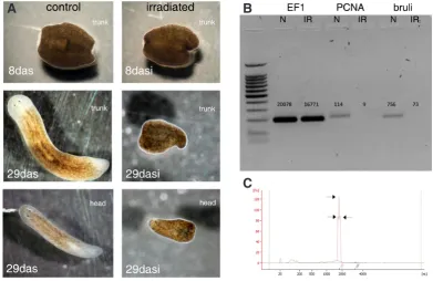 Fig. 1. Regeneration tests, RT-PCR controls and RNA profiles in nor-mal and irradiated animals