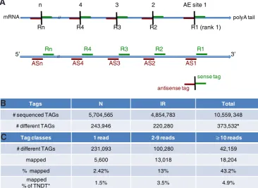 Fig. 2. Transcriptome general results. (A) Tag ranks and AE sites along polyA RNAs. Tags are numbered according to their position (rank) relative to the polyA tail of a transcript with n AE sites