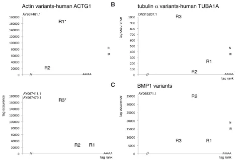 Fig. 4. Transcript variants in normal and irradiated animals. (A) Actin variants, human ACTG1 orthologs