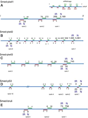 Fig. 7. Antisense tags for Smed-piwil1, 2 & 3, Smed-p53 and Smed-bruli. For each pre-dicted NlaIII tag, tag occurrence in N (right) and IR (left) are presented