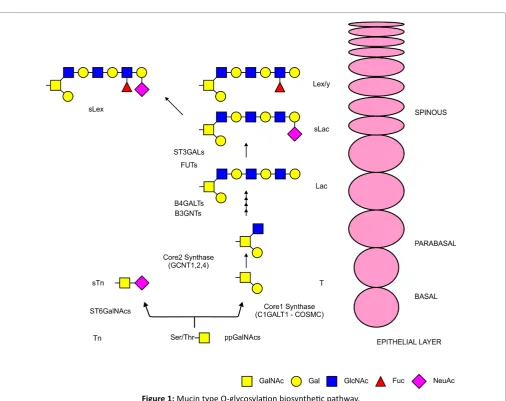 Figure 1: Mucin type O-glycosylation biosynthetic pathway. 