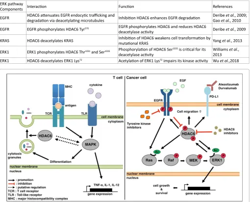 Table 1: Interaction between HDAC6 and ERK pathway components