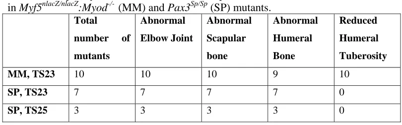 Table 1. Frequency of occurrence of the most prominent skeletal abnormalities noted in Myf5nlacZ/nlacZ:Myod-/-  (MM) and Pax3Sp/Sp (SP) mutants