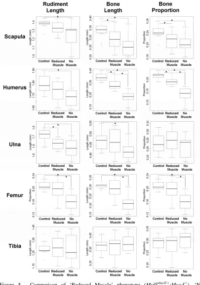 Figure 5.  Comparison of ‘Reduced Muscle’ phenotype ( normally. Statistical significant differences (t-test, p<0.05) between groups are indicated by an asterisk (*)