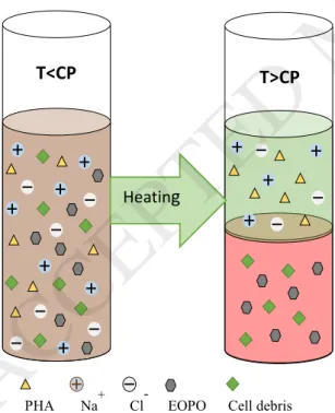 Figure 2: Schematic representation of a thermoseparating polymer based two-phase system for the recovery  of PHA