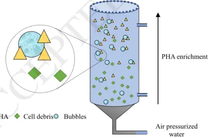 Figure 3: Representation of the separation of PHA from bacterial broth by selective air-dissolved flotation.