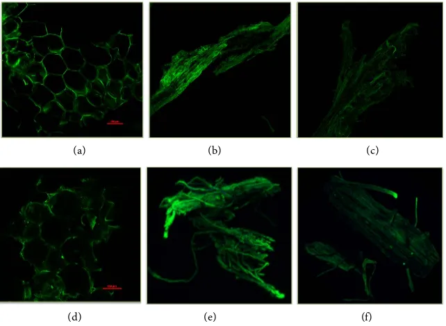 Figure 3. SEM images of native and pretreated substrates. (a) CS; (b) CS-Etlm [Ac]+Na; [Ac]+NaOH pretreated sugarcane bagasse.(c) CS-Bmlm [Ac]+Na showing the surface morphologies of the untreated, EtIm [Ac]+NaOH treated, BmIm [Ac]+NaOH pretreated corn stov