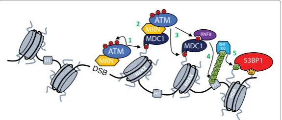Figure 1. DNA damage response cascade.First step in the DDR activation is recruitment of ATM kinase by MRN complex H2Aand bound by MDC1 that then enables further accumulation of ATM-MRN complex and spreading of γH2AX around DSBs (scaffold for the further a