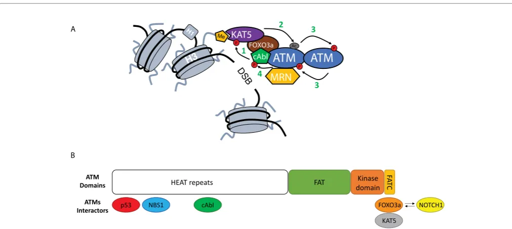 Figure 2. Close-up on ATM activation.A) Upon MRN-mediated recruitment to DSBs ATM undergoes an activation process