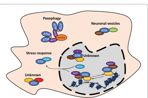 Figure 3. Existence of different ATM complexes in the cells.Schematic representation of the existence of different ATM complexes both in the nucleus as well as in the cytosol