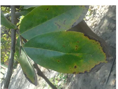 Fig. 1 Leaf sample image of a Peruvian native tree called Cherimoya, in  which extrinsic and intrinsic problems are seen