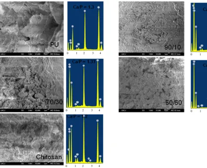 Figure 4. SEM micrographs of osteoblasts cultured on PU, chitosan and composites after 21 days of culture