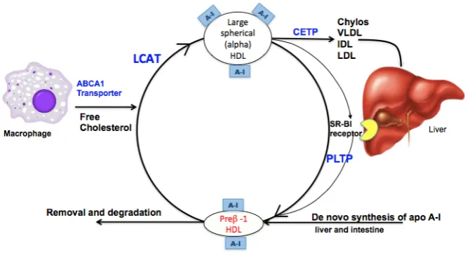 Figure 2.1. The prebeta-1 HDL cycle The  steady-state  level  of  pre  beta-1  HDL  in  plasma  reflects  opposing  rates  of formation  and  removal