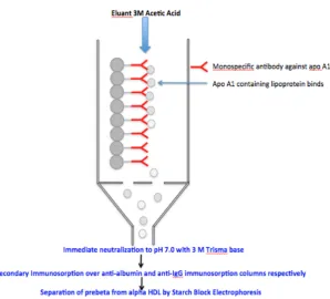 Figure 3.1 Immunoaffinity anti-apoA-1 column with bound A-I containing lipoproteins being eluted with 3M acetic acid    