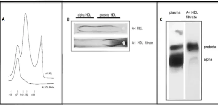 Figure 3.6 Isolation of prebeta-1 HDL using ultrafiltration. 
