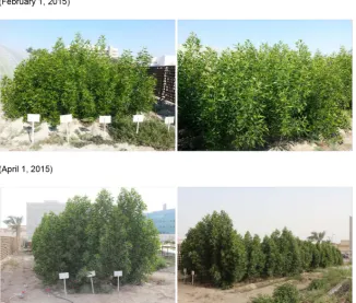 Figure 1. The growing stages of the Conocarpus erectus trees in the experimental pilot area at the Arabian Gulf University, Bahrain