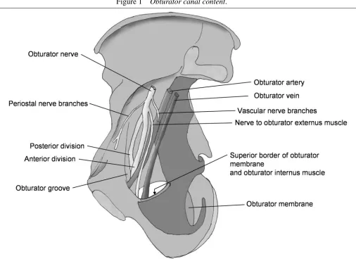 Figure 1 Obturator canal content.