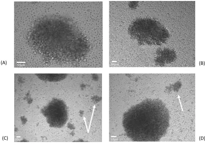 Figure 3.2:   The I-83 cell line demonstrates considerable aggregation when cultured in suspension, and treatment with bare Fe2O3 nanoparticles effects cell aggregation