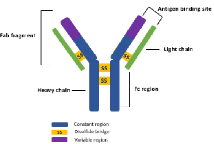 Figure 1.4: Schematic illustrating the basic structure of immunoglobulin. Blue regions depict the constant regions, purple depicts the variable regions and yellow bridges depict the disulfide bridges linking each region