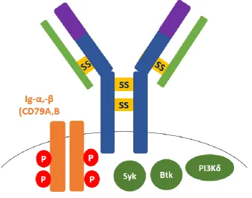 Figure 1.6: Schematic of the B cell receptor (BCR) and the other components involved in its upstream signalling