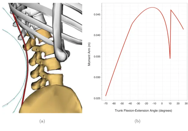 Figure 2.7: a) An example of a cylindrical wrapping surfaces (in cyan) used for the iliocostalis lumborum pars thoracis in the lower back