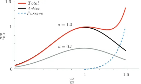 Figure 3.3: A Thelen type muscle model based on a Gaussian distribution for active muscle force, and an exponential function for passive muscle force