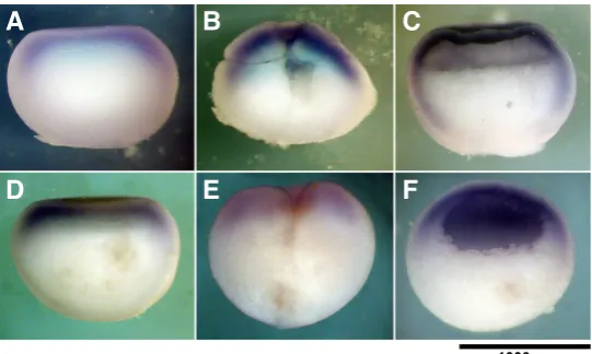 Fig. 4. The spatial distribution of the mRNA expression of HTR2C, HTR7 and VMAT2 within the Xenopus blastula-stage embryo