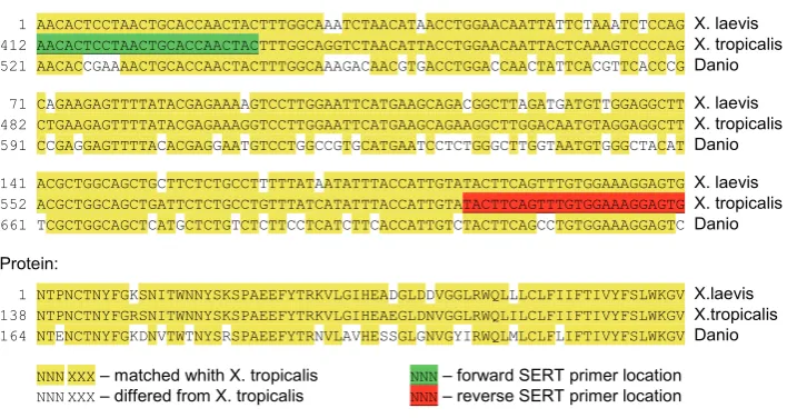 Fig. 6. Alignment of SERT mRNA and the appropriate protein sequences. The PCR product of X