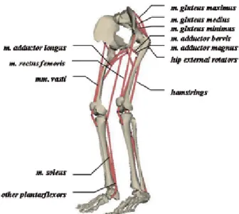 Table 1. The parameters of muscle tendons used in the model. The abbreviations are: GMAXI (m