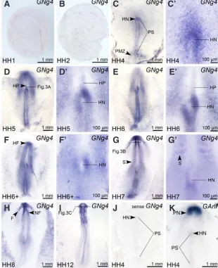 Fig. 1. Noggin 4 PCR with or without reverse transcription (+RT or –RT respectively) of total RNA from embryos at the indicated stages with primers for Noggin4 and ODC as the loading control.
