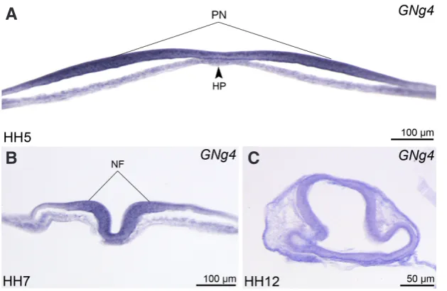 Fig. 3. Histological cross-sections of chick embryos at stages HH5 (A), HH7 (B) and prehybridization solution (50% formamide, 5x SSC, Torula RNA (1mg/ml), Denhardt’s solution, 0.1% Tween-20, 0.1% merase (Promega) respectively from DNA fragment obtained roo