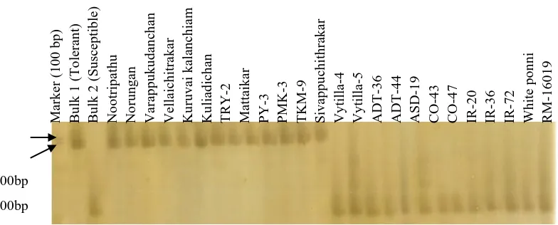 Fig.  1. SSR profile of bulks and individuals using primer RM1092 