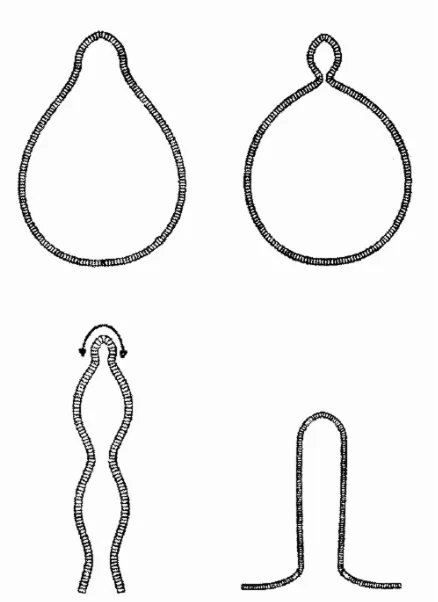 Fig. 11 (Right). Generation of form, modeled on the basis of shell theory. Activation of a central area of the sheet is assumed to induce bending moments and evagination