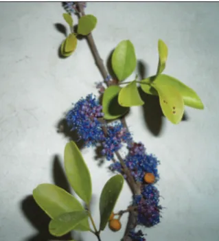 Table 1: Phytochemical screening from leaf extracts of M. umbellatum