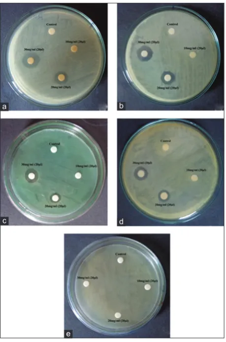 Fig. 3: Antibacterial activity of ethanolic callus extract of 