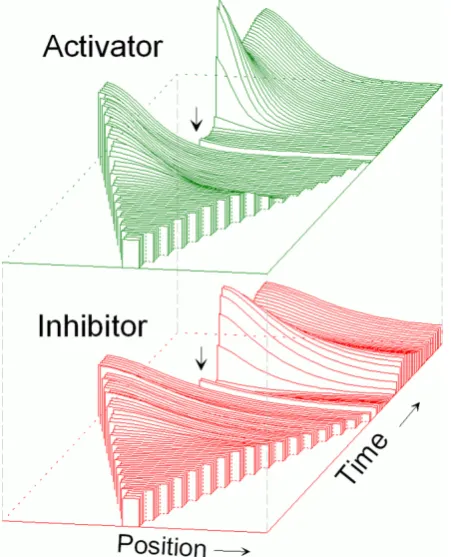 Fig. 1. Formation of a polar pattern by an activator-inhibitor reaction in a growing field