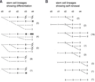 Fig. 5. Stem cell lineages traced by labeling cells in vivo with DiI. (A) Lineages in which stem cells (open circle) divided asymmetrically to yield a nerve cell precursor (black circle) or a nematocyte precursor (grey circle) and one stem cell daughter