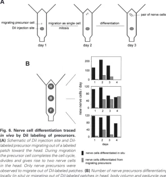 Fig. 6. Nerve cell differentiation traced 