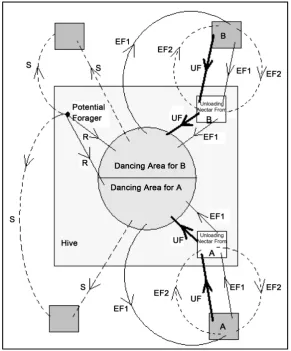 Figure 7. The foraging behavior of honey bees [27]. 