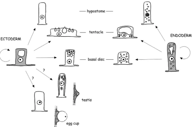 Fig. 1. Scheme of the proliferation and differentiation pathways of ectodermal and endodermal epitheliomuscular cells.