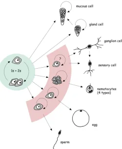 Fig. 2. Scheme of the proliferation and differentiation pathways of the interstitial stem cell lineage