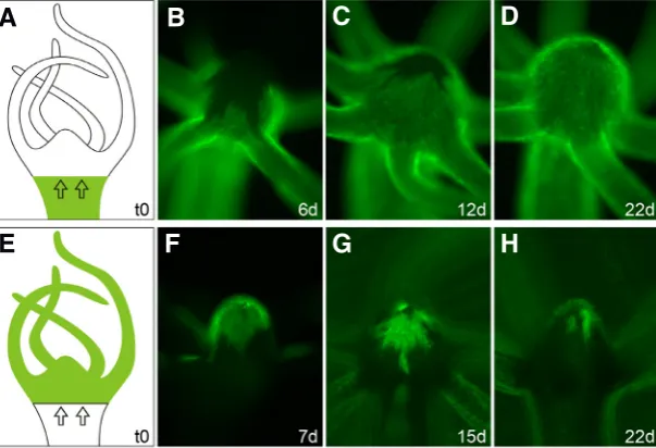 Fig. 4. Live tracking of ectodermal tissue movement into the hypostome. The head of a wildtype AEP strain Hydra was transplanted onto the body of a transgenic polyp expressing a LifeactGFP fusion protein in ectodermal epitheliomuscular cells (A) and vice v