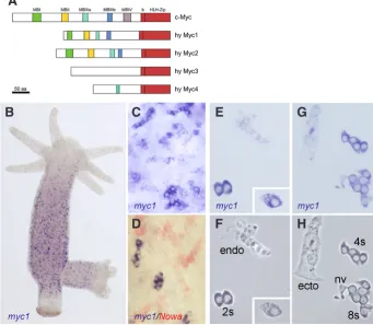 Fig. 5. Hydra Myc proteins and the expression patterns of Hydra myc1. (A) Schematic representa-tion of the Hydra Myc1 and Myc2 proteins and the predicted Myc-like proteins Myc3 and Myc4 in com-parison to c-Myc